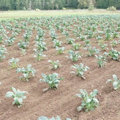 Nero Di Toscana Kale