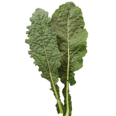 Nero Di Toscana Kale
