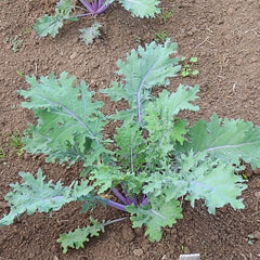 Red Russian Kale