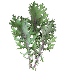 Red Russian Kale