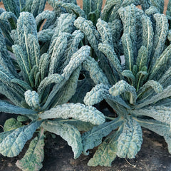 Ebony Kale