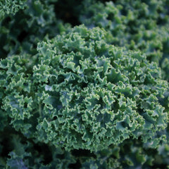 Dwarf Green Curled Kale