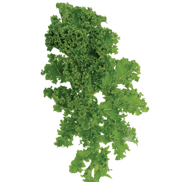 Dwarf Green Curled Kale