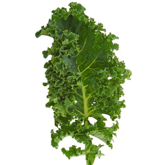 Darkibor Kale