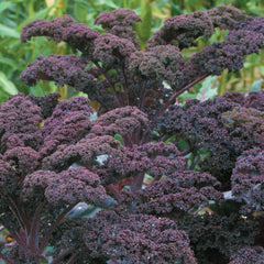 Scarlet Kale
