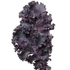 Scarlet Kale