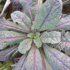 Dazzling Blue Kale