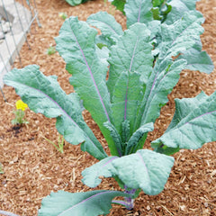 Dazzling Blue Kale