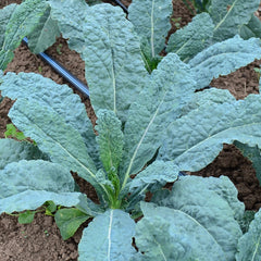 Black Magic Kale