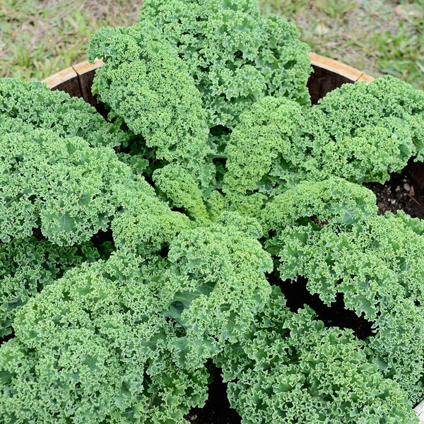 Prizm Kale