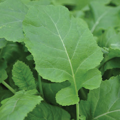 Texsel Greens Kale