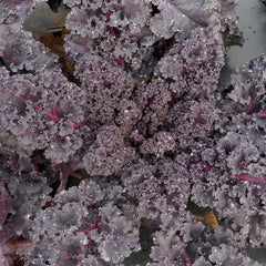 Rubybor Kale