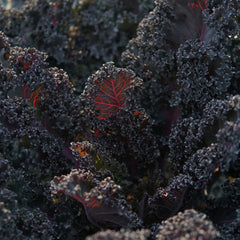 Rubybor Kale