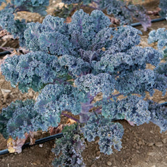 Rubybor Kale