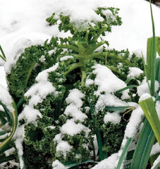 Winter Blend
