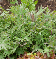 Red Russian Organic