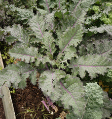 Red Russian Organic