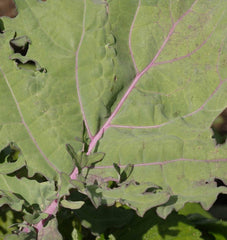 Red Russian Organic