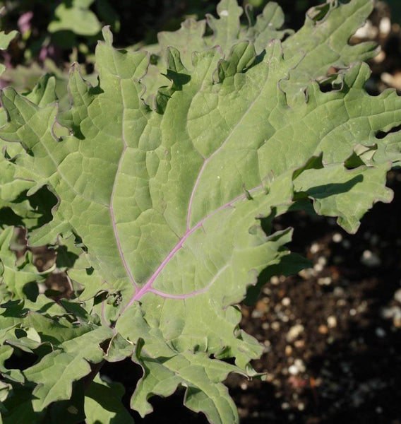 Red Russian Organic