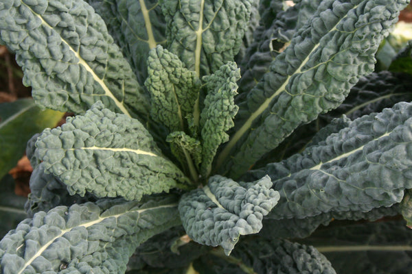 Black Magic Organic