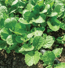 Ethiopian (Amara)