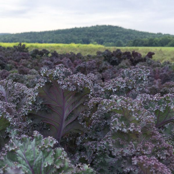 Scarlet Organic