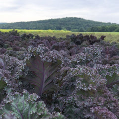 Scarlet Organic