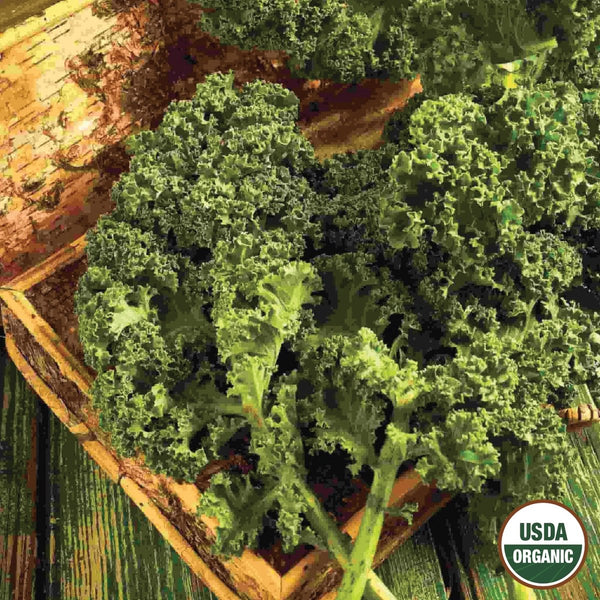 Kale, Dwarf Blue Curled Organic Seeds, 1.9g
