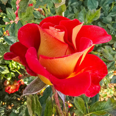 Ketchup & Mustard™ Floribunda Rose