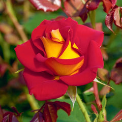 Ketchup & Mustard™ Floribunda Rose