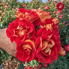 Ketchup & Mustard™ Floribunda Rose