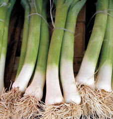 Alto Organic