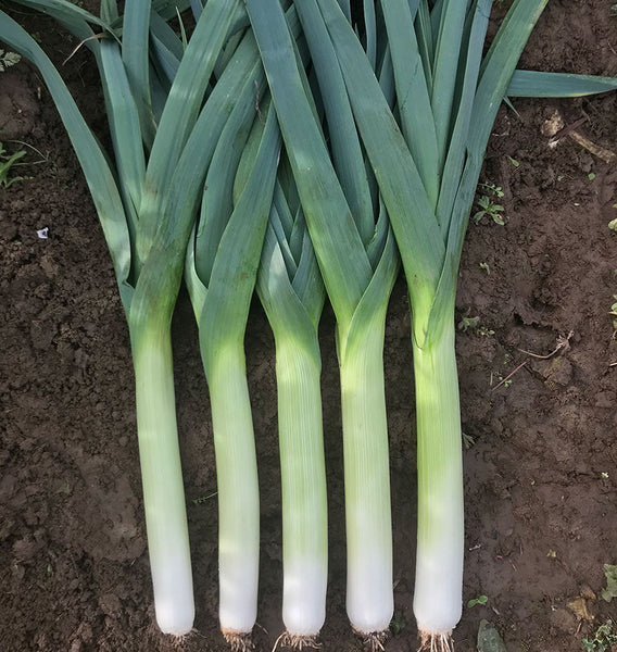 Comanche F1 Organic