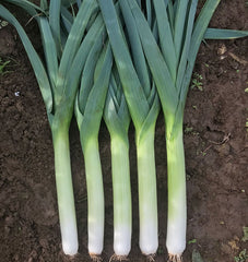 Comanche F1 Organic