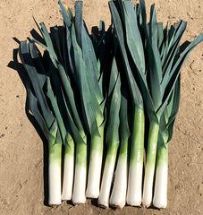 Comanche F1 Organic