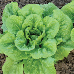 Eiffel Tower Lettuce