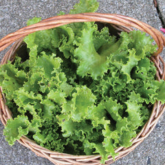Two Star Lettuce