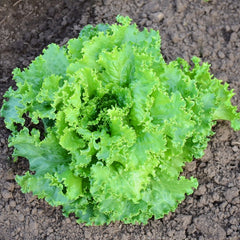 Two Star Lettuce