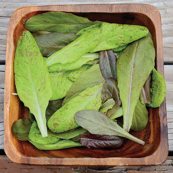 Garden Heirloom Blend Lettuce