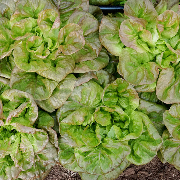 Winter Brown Lettuce