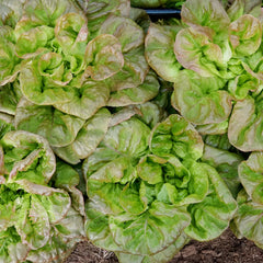 Winter Brown Lettuce