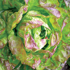 Winter Brown Lettuce