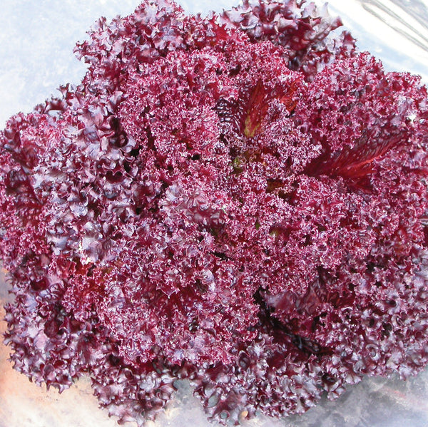 Revolution Lettuce
