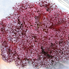 Revolution Lettuce