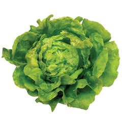 Tom Thumb Lettuce