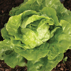 Tom Thumb Lettuce