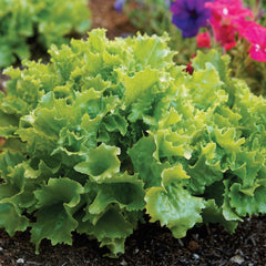 Loma Lettuce