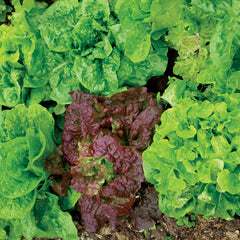 Super Gourmet Salad Blend Lettuce