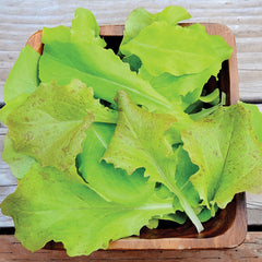 Super Gourmet Salad Blend Lettuce