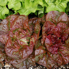 Continuity Lettuce